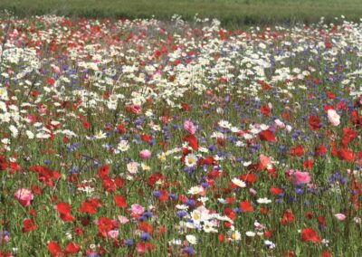 Jachère fleurs d'Antan