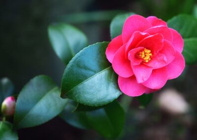 Camelia