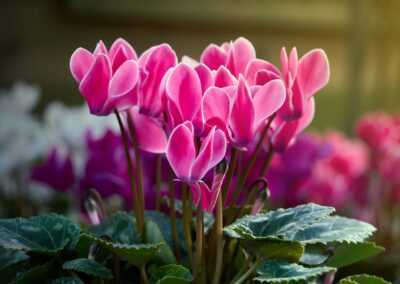 Cyclamens