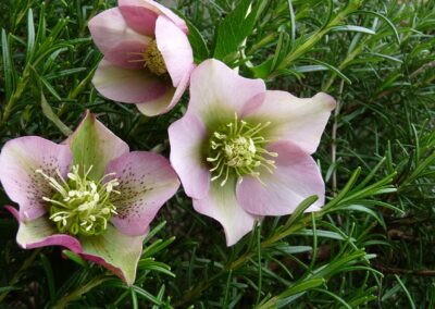 Hellebore