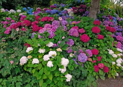 Hortensia