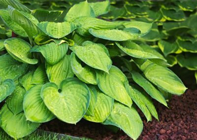 Hosta