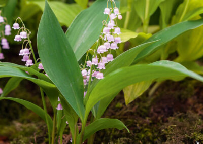 Muguet rose