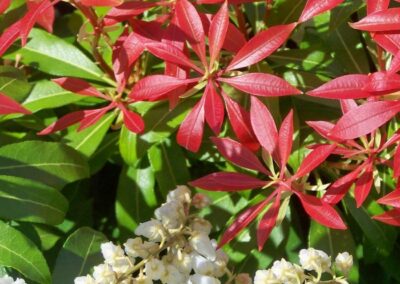 Pieris