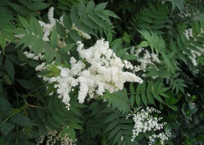 Sorbaria sorbifolia