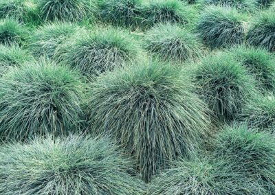 plante fétuque