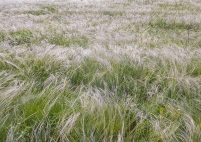 plante stipa