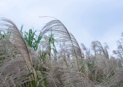 plante miscanthus