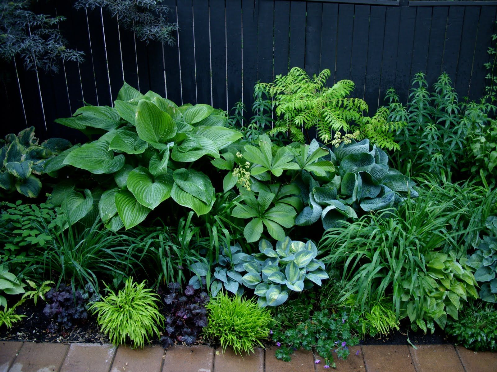 jardin d'ombre
