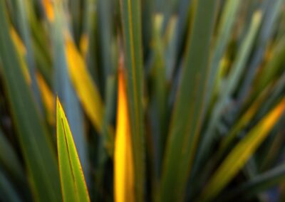 Plante Phormiums