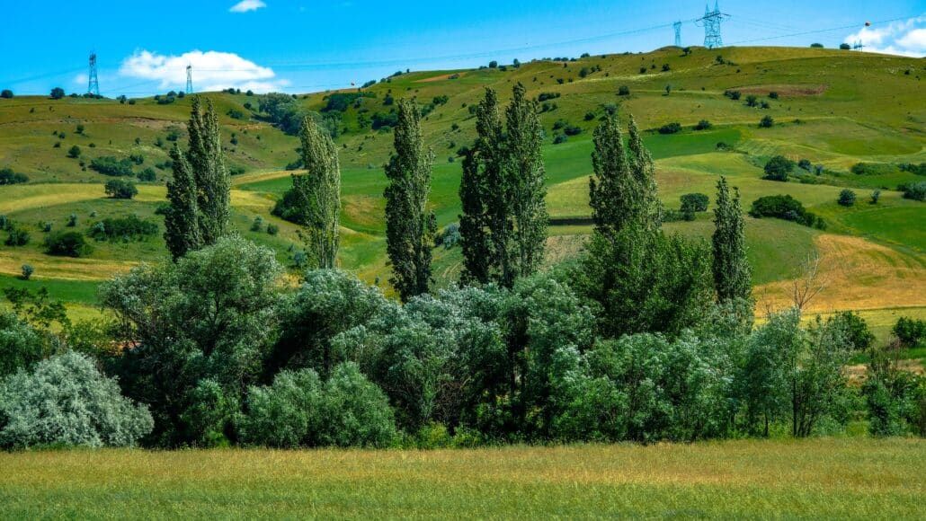 cyprès jardin méditerranéen