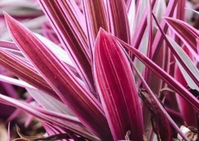pliâtes cordylines