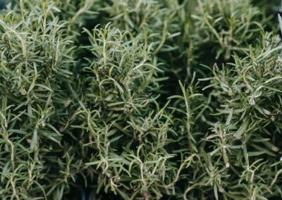 Romarin plante méditerranéenne