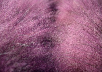 plante muhlenbergia