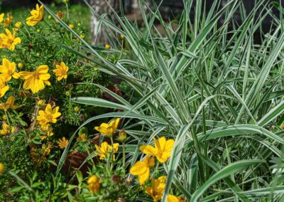 plante Carex