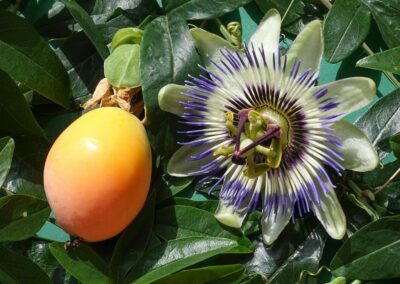 Passiflora
