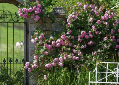 Rosier grimpant