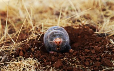 Taupes dans votre jardin : Que faire ?