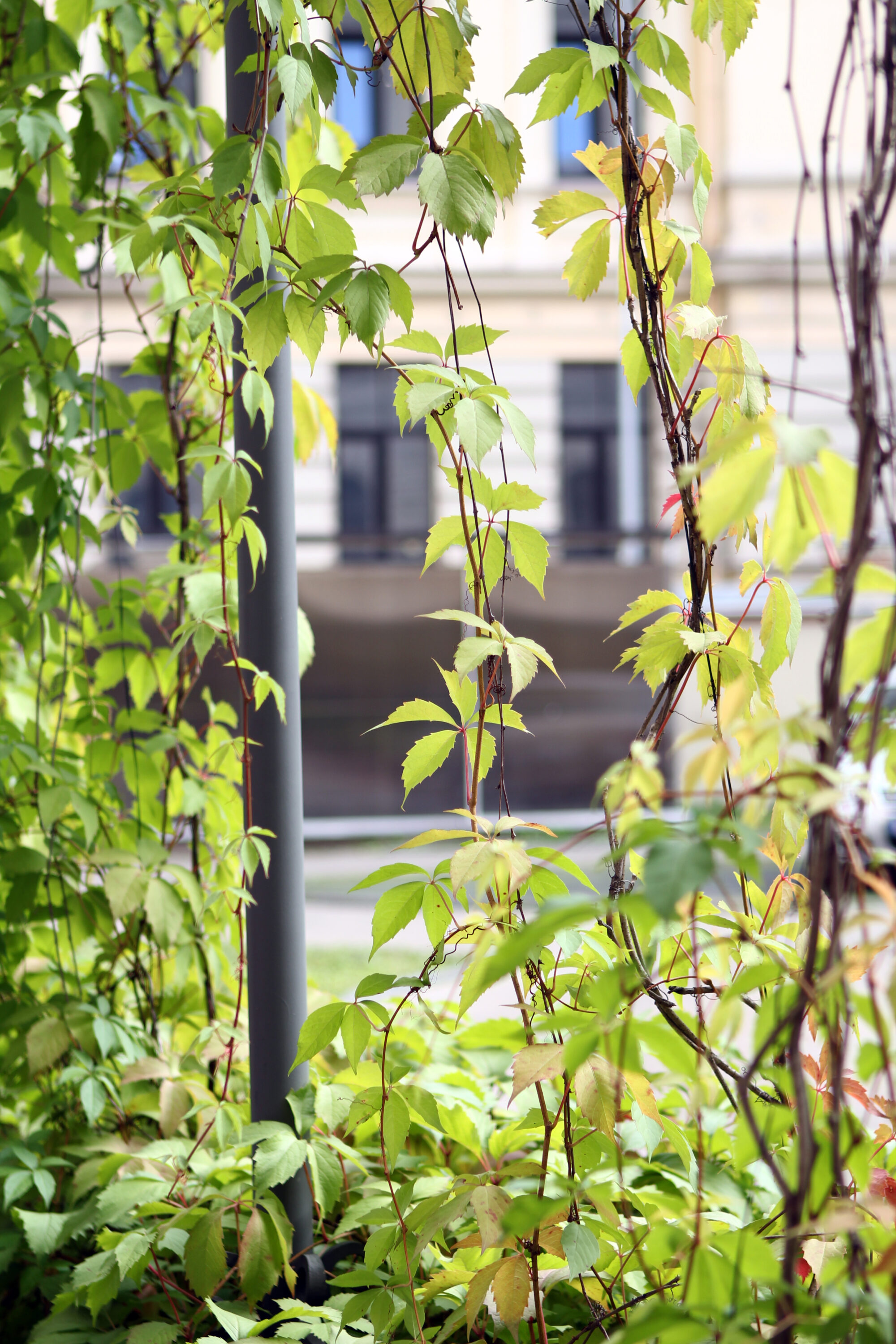Ajouter des plantes grimpantes à sa pergola pour l'embellir ou se protéger du vis à vis