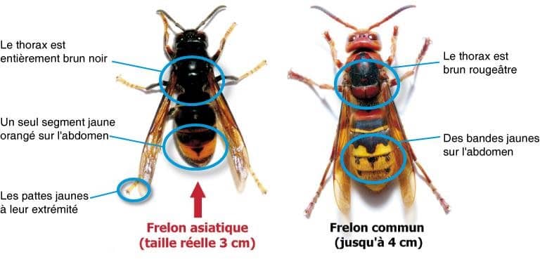 frelon asiatique ou européen