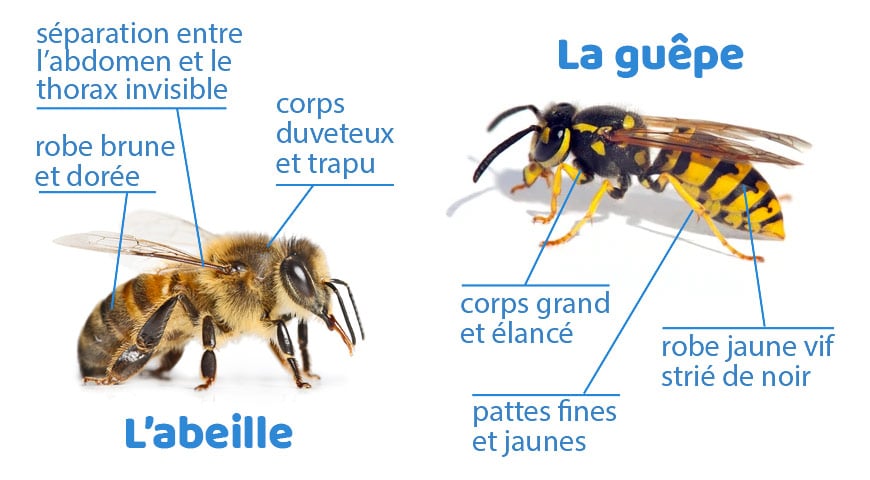 guepe ou abeille