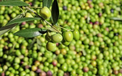 L&rsquo;olivier : 5 différentes variétés et leurs caractéristiques