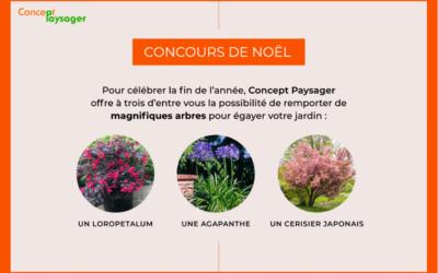 Concours de noël chez Concept Paysager
