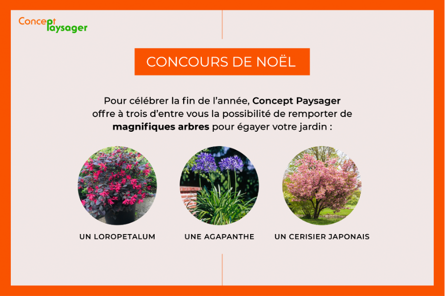 concours noel