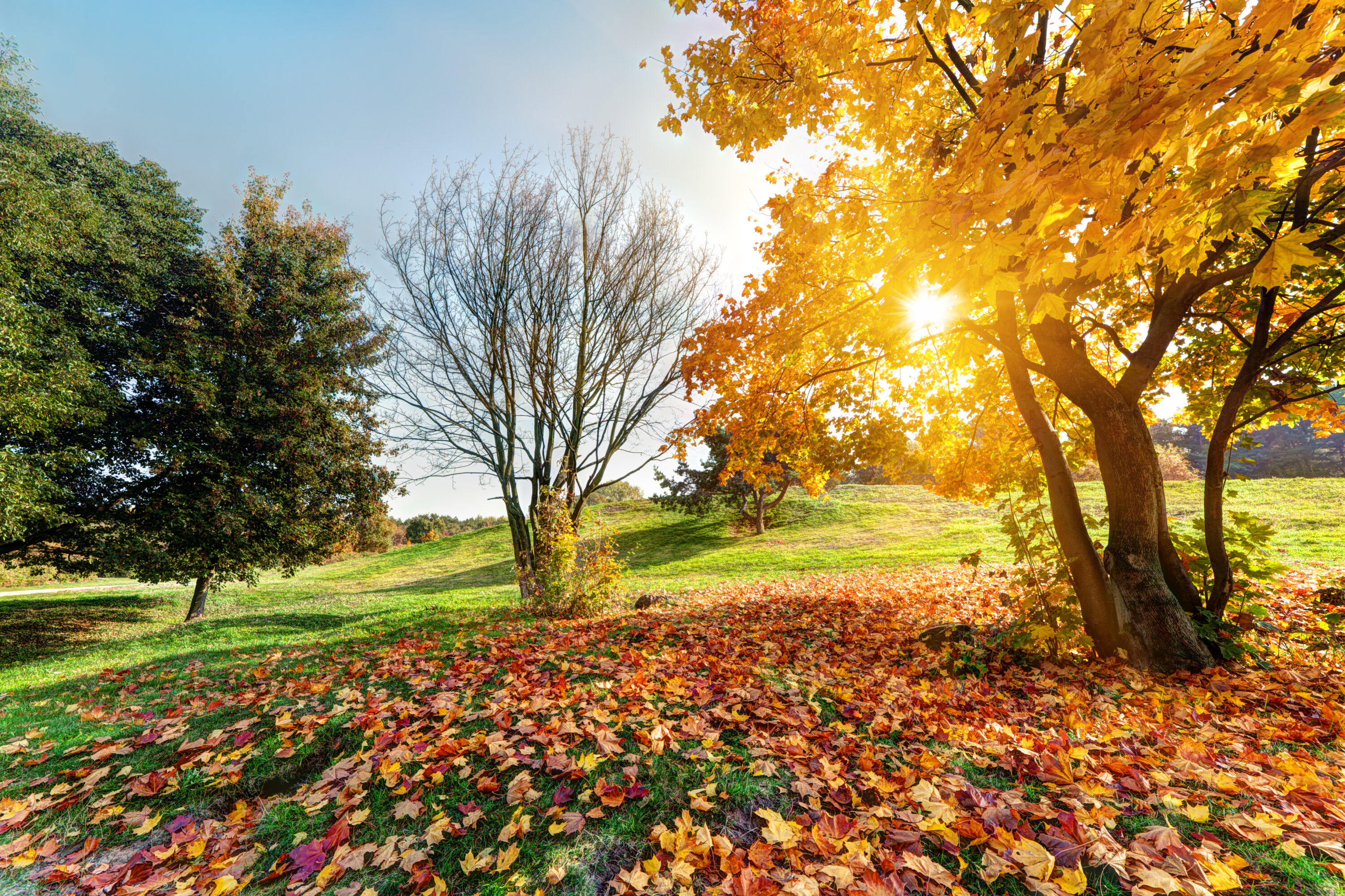 jardin automne prestation