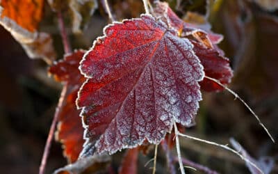 Gelées : conseils pour préserver votre jardin du gel