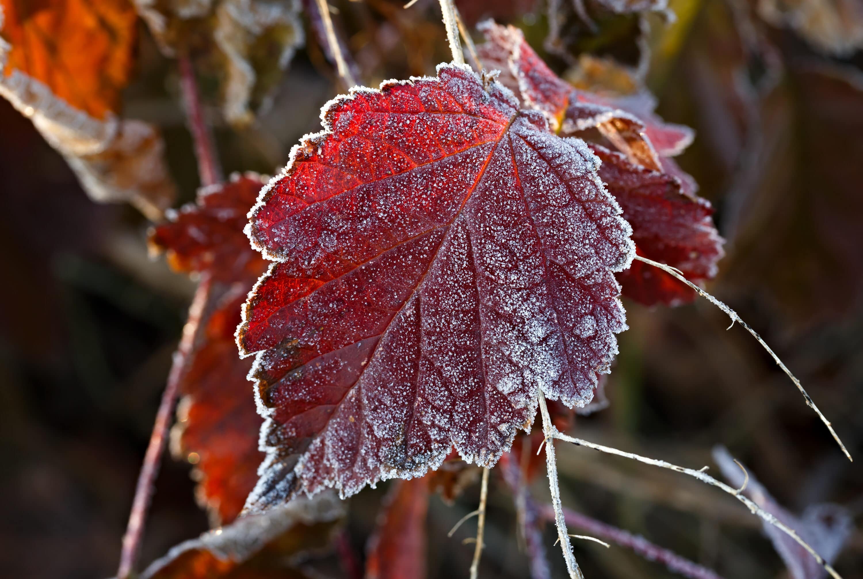 jardin gel