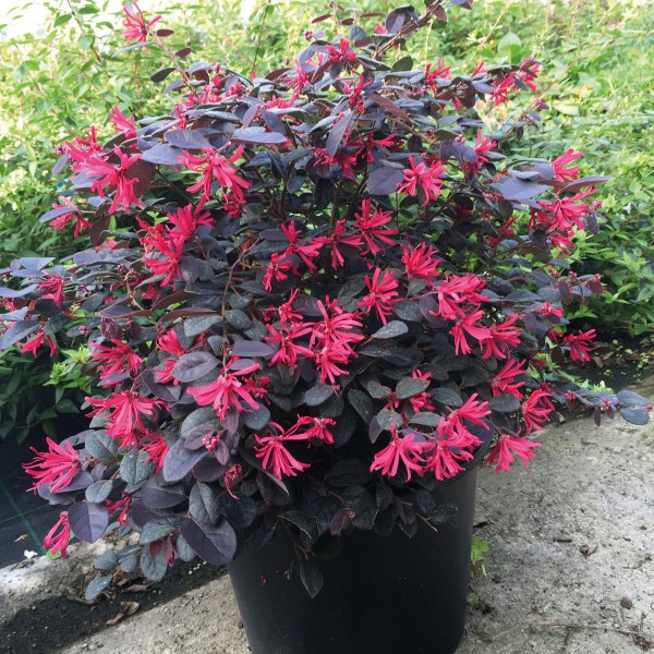 le loropetalum