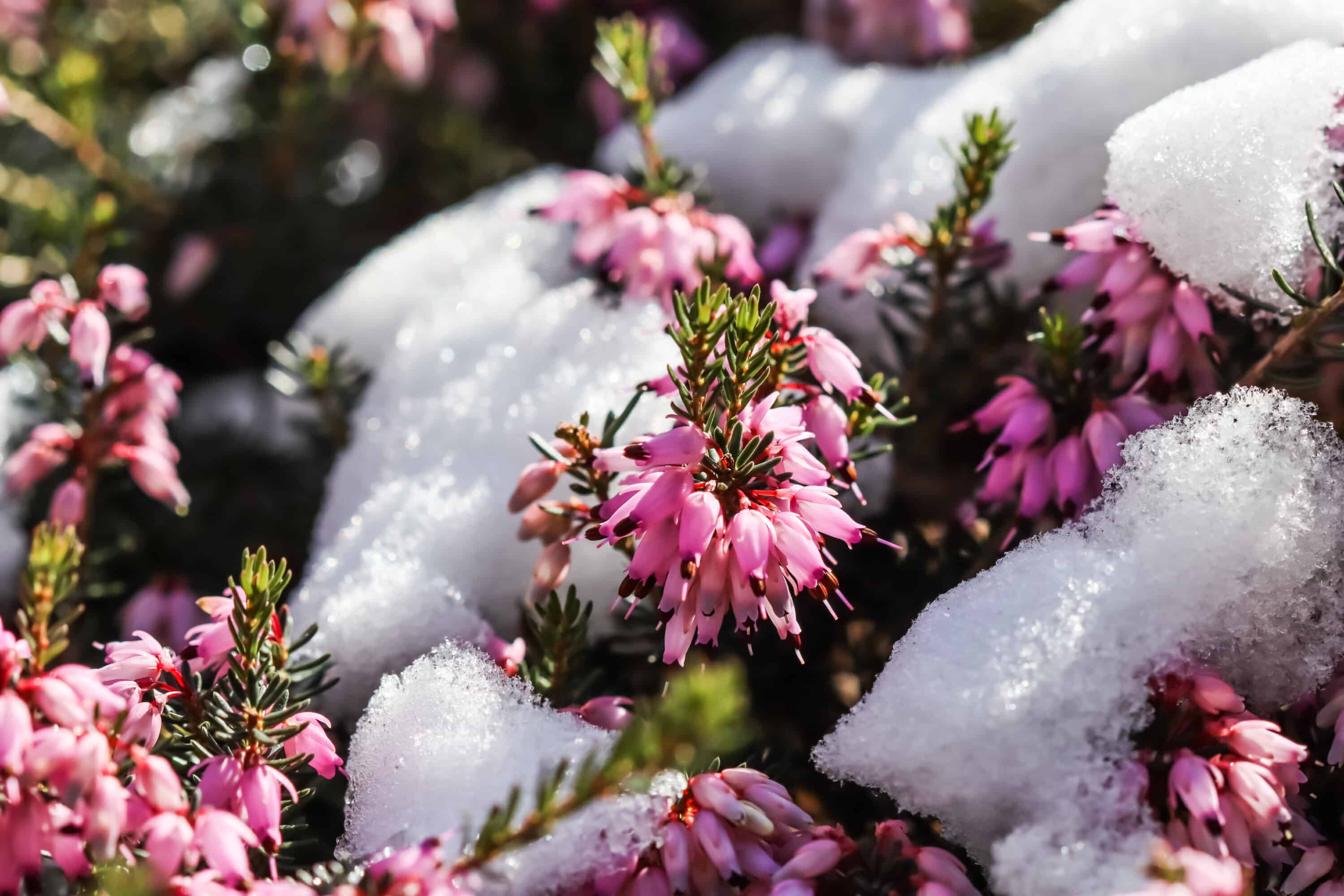 bruyère d’hiver<br />
