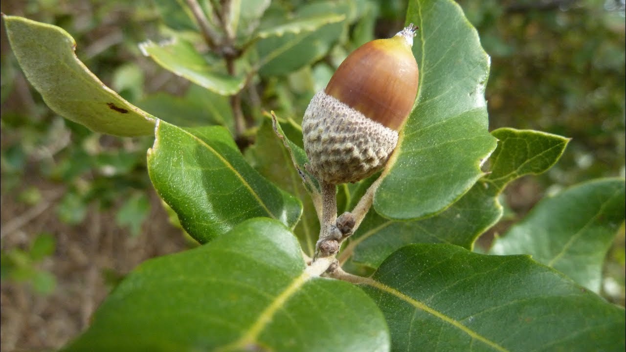 chene vert