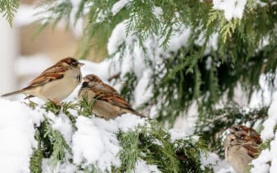 Les arbres et plantes les plus résistantes au climat d’hiver à Bordeaux