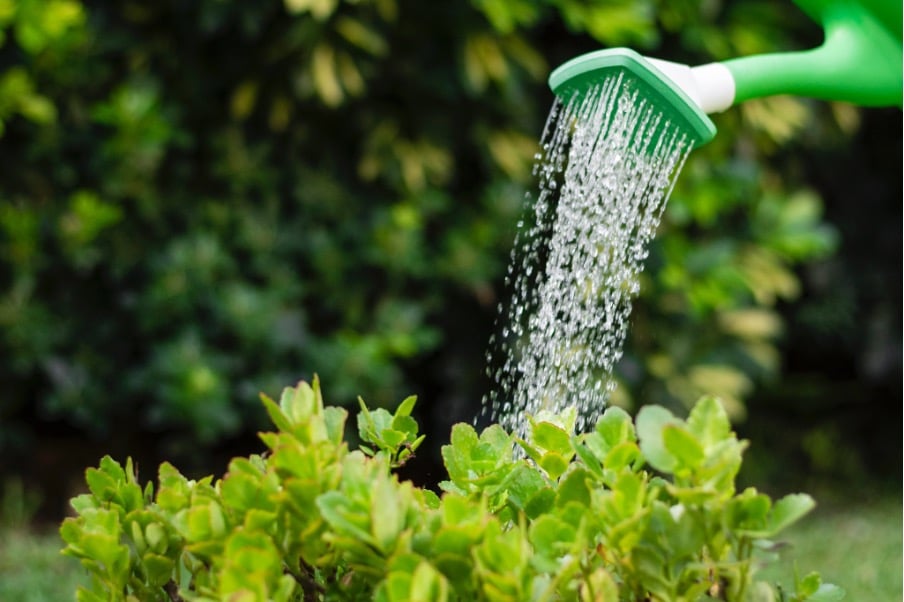 arrosage jardin