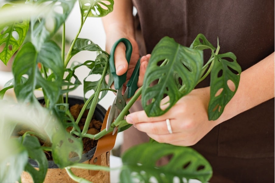 tailler plantes