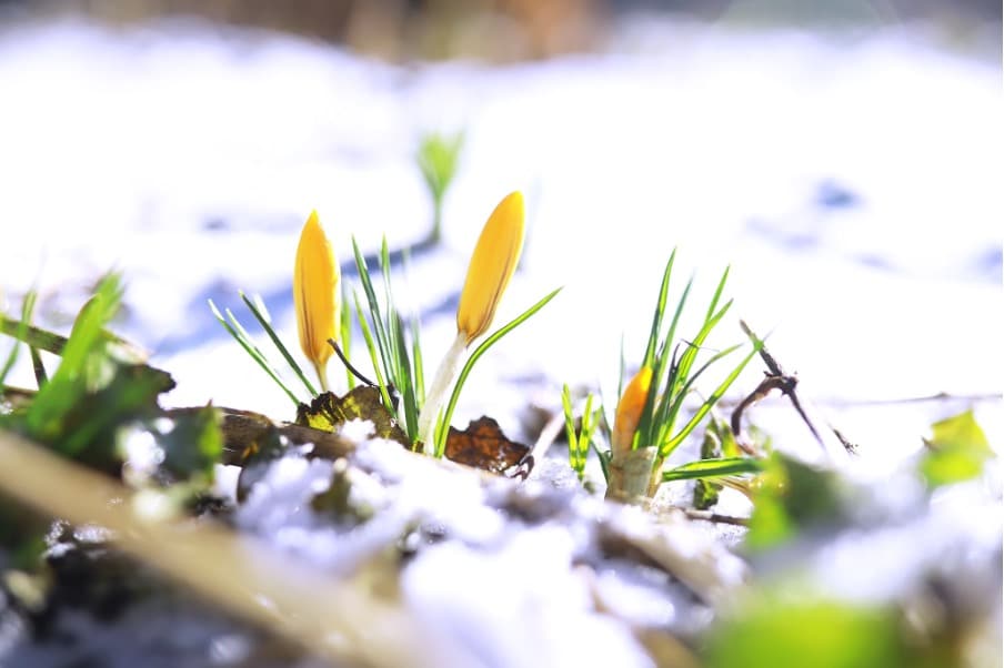 transition hiver printemps jardin