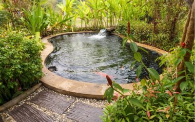 Créer un bassin naturel dans son jardin