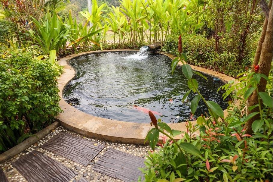 bassin naturel jardin