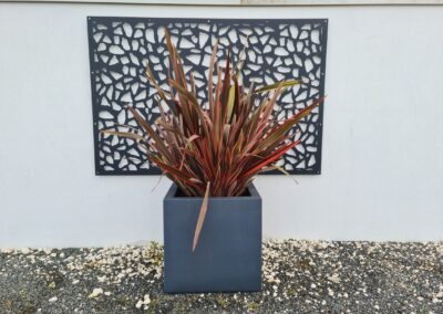 Phormium qui explose de couleurs.