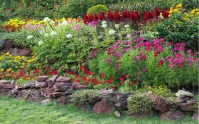 Pourquoi opter pour les plantes locales et mellifères dans son jardin ?