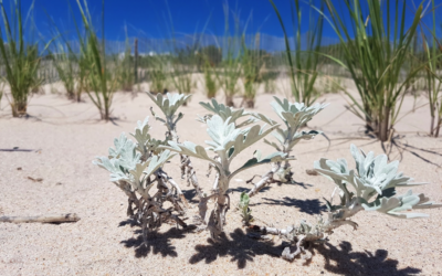 Planter en Gironde : les espèces qui résistent au climat océanique