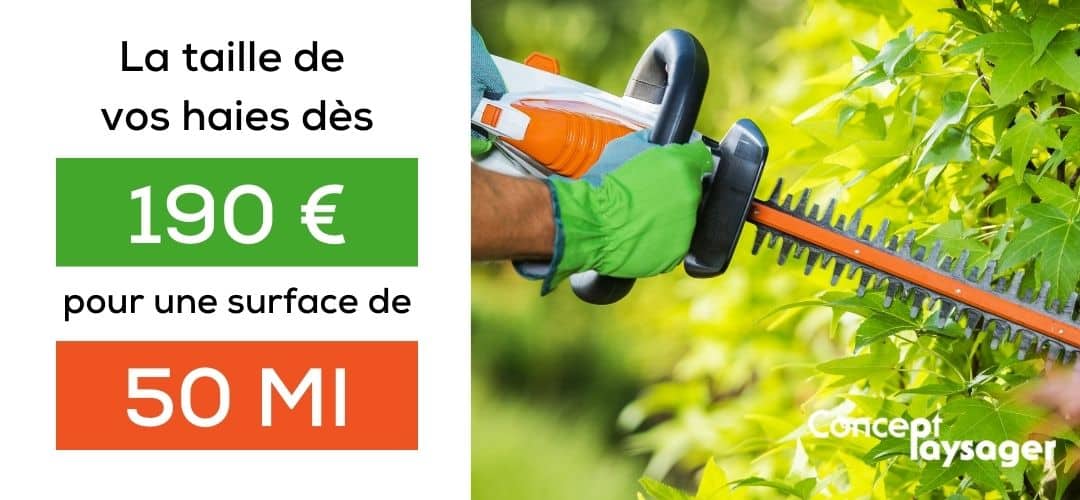 taille des haies bordeaux