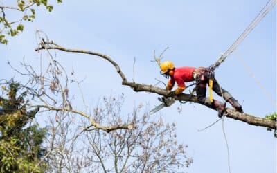L&rsquo;élagage en hiver : pourquoi et comment bien tailler vos arbres