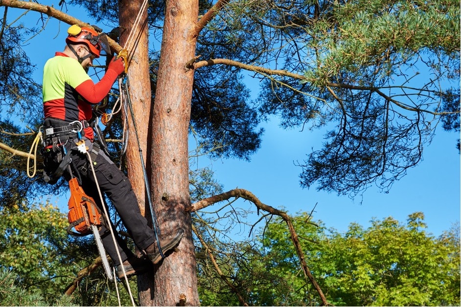 quand élaguer ses arbres