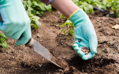 Jardin à Bordeaux : Quand semer ? Quand planter ? Quand élaguer ?