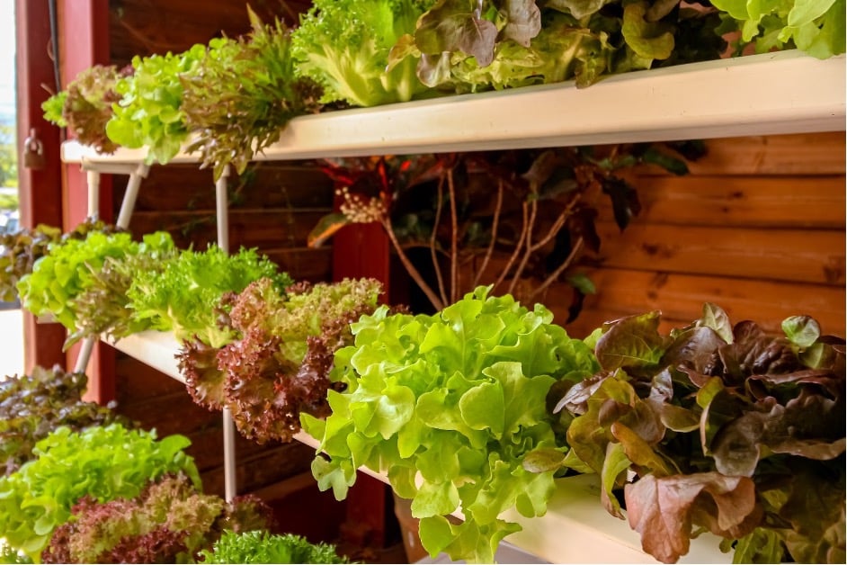 planter des légumes sur son balcon