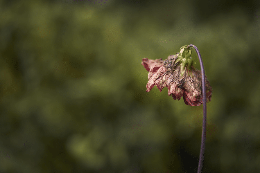 choix des plantes jardin