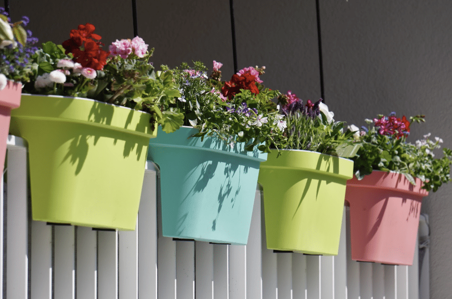 plantes balcon ville